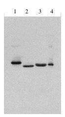 Legend: Exalpha’s rabbit anti Type I IFN antibody at 1 ug/ml western blot of 1] Consensus IFN alpha, 2] IFN alpha 2a, 3] IFN beta 1 b, 4] IFN alpha 1.